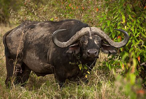 Elsen Karstads Pic A Day Kenya Cape Buffalo Nairobi Park Kenya