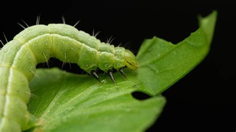 Premium Photo | Green caterpillar eating green leaves