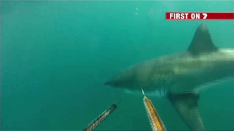 Face To Face With A Great White Shark Cnn