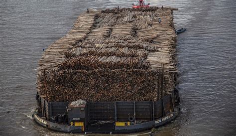 Foto Potret Kapal Tongkang Pengangkut Kayu Gelondongan Di Sungai