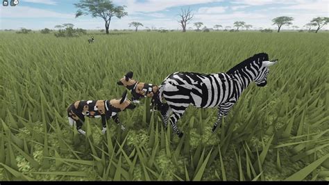 ROBLOX Wild Savannah || Successful Zebra Hunt - YouTube