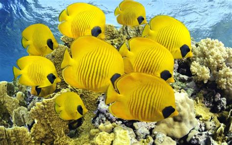 Raja Ampat Underwater Photo Tropical Colorful Fish Coral Coral Reefs