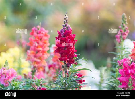 Snap Dragon Antirrhinum Majus Blooming In Garden Stock Photo Alamy