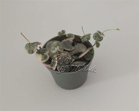 Ceropegia Woodii Variegata Svetsemien Sk