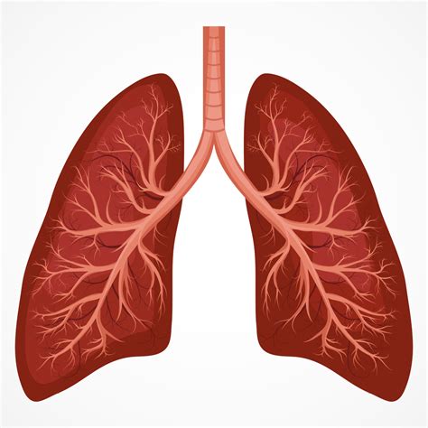 Anatomy And Physiology The Lungs Diagram Quizlet