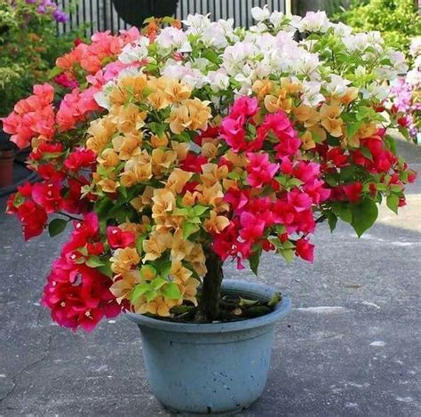 Multicolor Bougainvillea Plant Live Amazon In Garden Outdoors