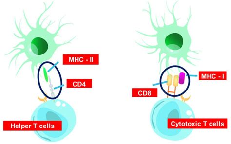 T-Cell Development and Maturation | Interactive Biology, with Leslie Samuel