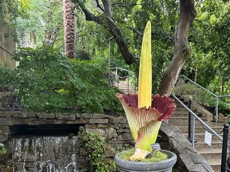 Corpse Flower Is The Worlds Most Foul Smelly Flower It Blooms Once In