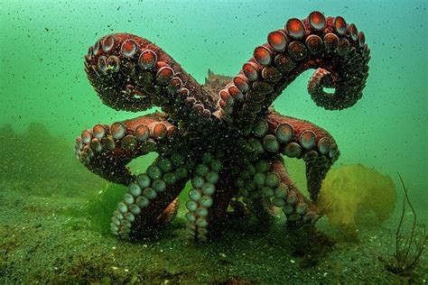 Giant Pacific Octopus After Release From Captivity Canada Photograph