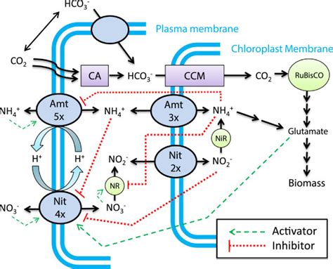 Schematic Of Cellular Regulation Of Nitrogen Assimilation In The Algae