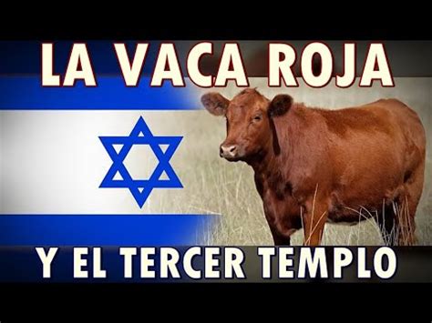 LA VACA ROJA Y EL TERCER TEMPLO YouTube