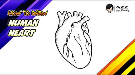 How To Draw A Human Heart Step By Step