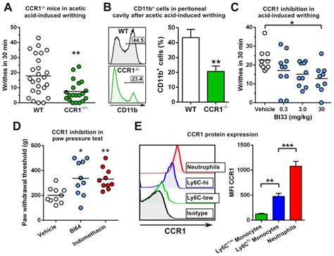 A C57bl6 Wt And Ccr1−− Mice Were Assessed In The Acetic