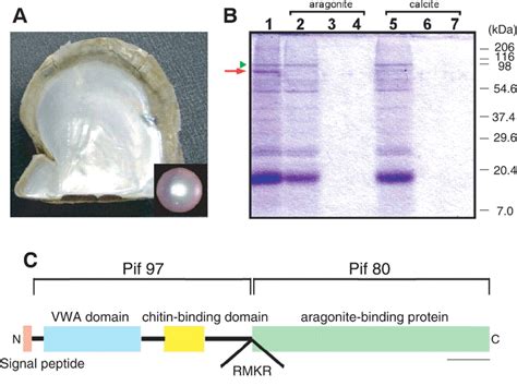 An Acidic Matrix Protein Pif Is A Key Macromolecule For Nacre