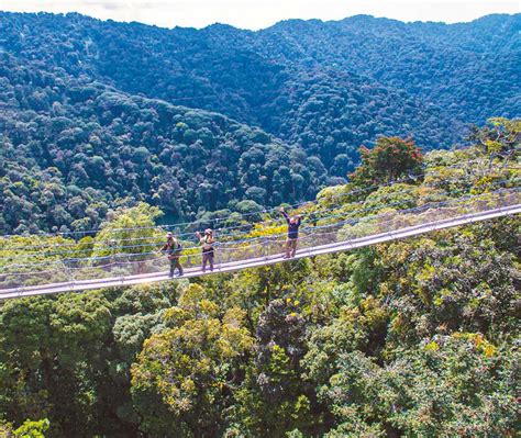 Canopy Walkway Rwanda Tours Nyungwe Forest N P Rwanda Tours