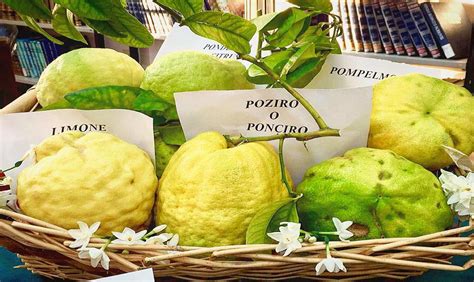 LIMONCELLO-VERKOSTUNG | Grand Tour International