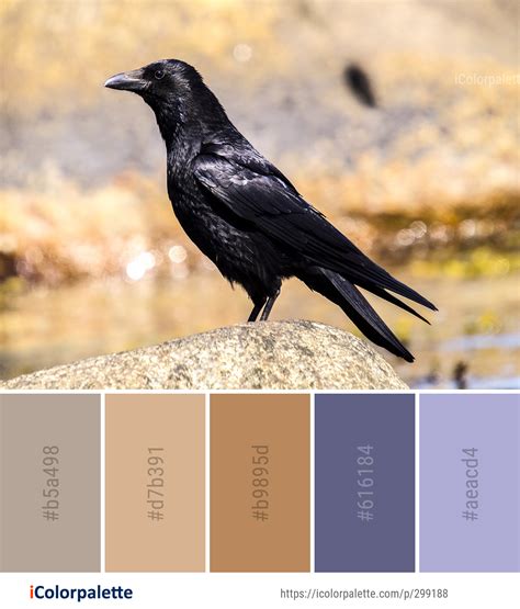 Color Palette Ideas From Bird American Crow Image Icolorpalette