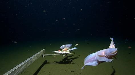 Cientistas Filmam O Peixe Mais Profundo De Todos Os Tempos No Fundo Do