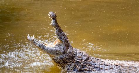 Crocodile Sex Frenzy Triggered By Chinook Helicopters That Sound Like Mating Roar Daily Star