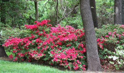 14 Evergreen Shrubs For Front of House (With Pictures)- Identification ...