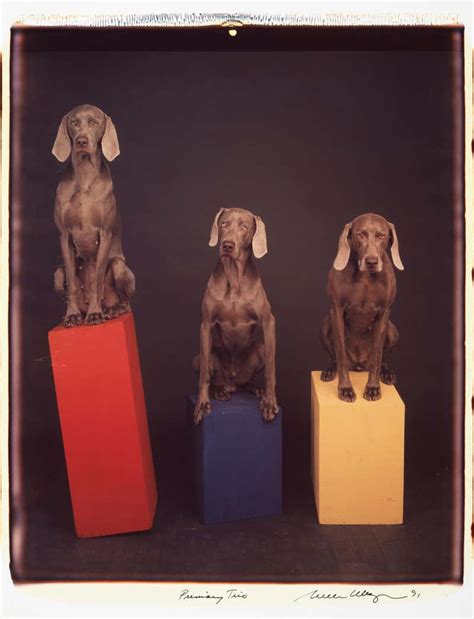 William Wegman Art - 48 For Sale at 1stdibs