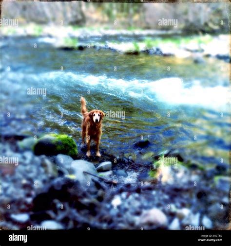 Golden retriever dog in river Stock Photo - Alamy