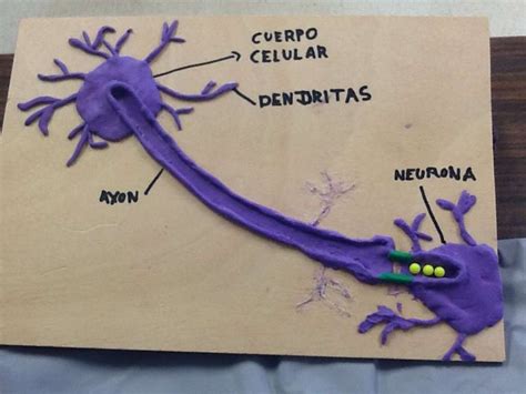 Maqueta De Una Neurona Neurona Con Luces Maqueta Expo Sistema Nervioso Youtube