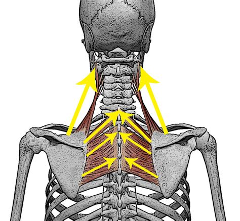 How To Strengthen The Right Muscles To Prevent Shoulder And Neck