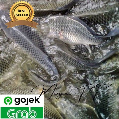 Jual Ikan Mas Hidup Dan Segar Berat 1kg Sayuran Bandung Shopee Indonesia