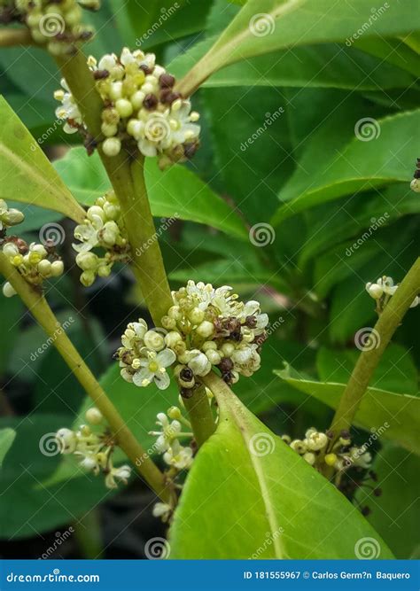 Mate Shrub Ilex Paraguariensis Stock Photography Cartoondealer