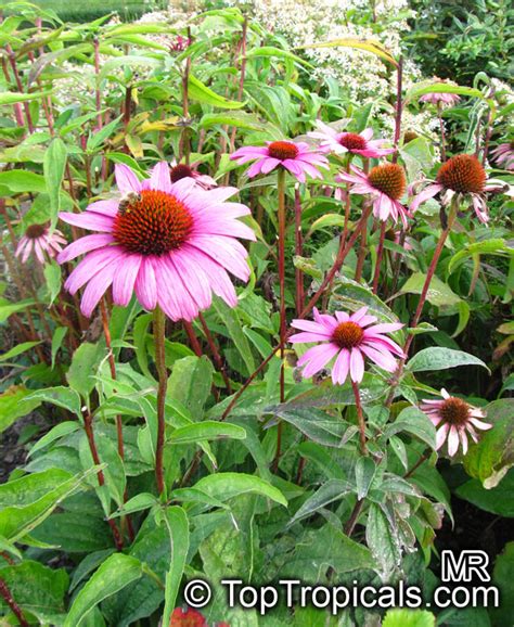 Echinacea Purpurea Rudbeckia Purpurea Purple Coneflower Kims Knee High