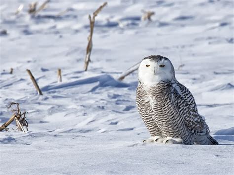 Snowy Owl Bird Facts (Bubo scandiacus) | Birdfact