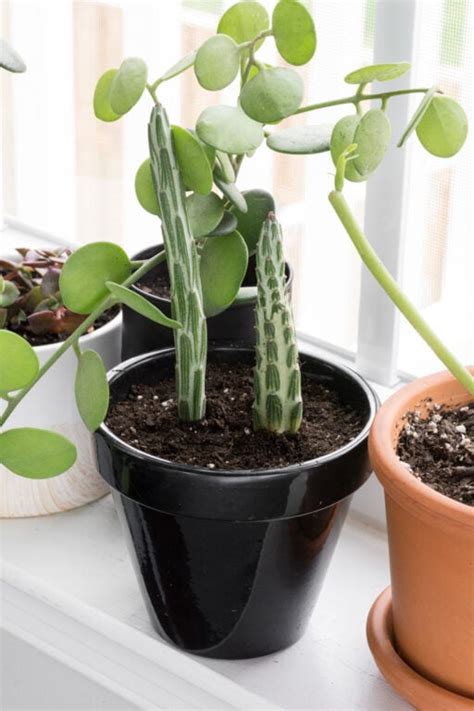 How To Care For The Striking Pickle Plant Succulent