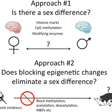 Sexual Differentiation Of Brain And Behavior Sex Differences In The Download Scientific