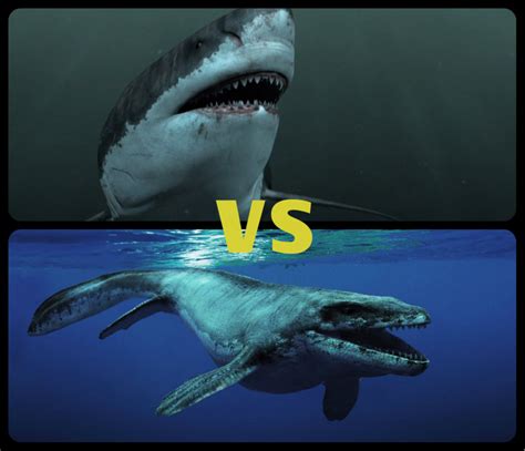 Megalodon Vs Giant Mosasaur