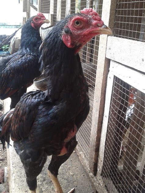 Jual Beli Ayam Bangkok Trenggalek Tulungagung