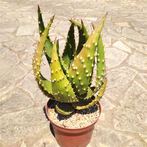 Aloe Humilis Pratensis Plant Treasury