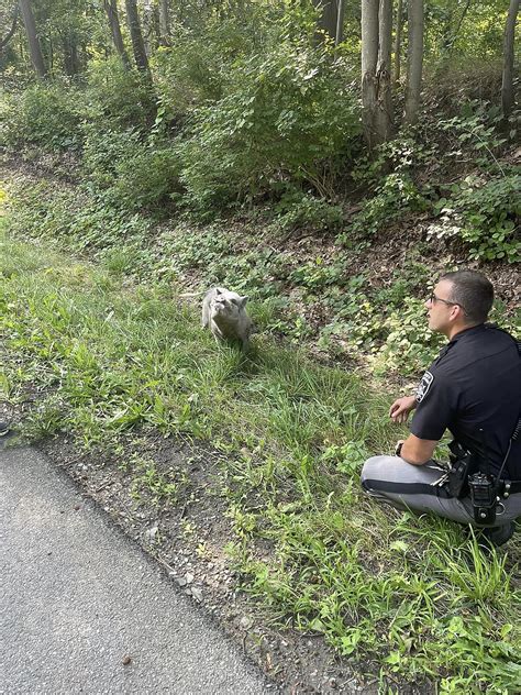 Escaped Pig Leads Officials On Very Low Speed Chase In NY State