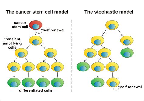 Cancer Stem Cells Theory Eurostemcell Research