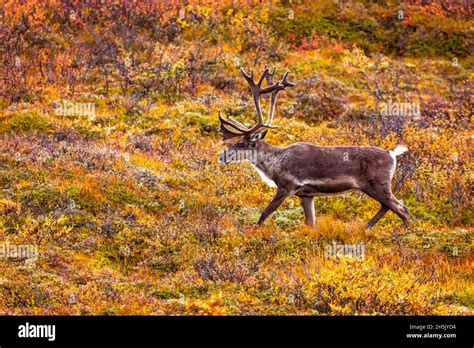 Caribou walking across the tundra hi-res stock photography and images ...