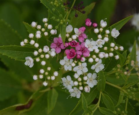 Spiraea Japonica ‘shirobana The Biking Gardener