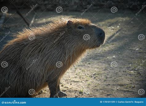 Capybara Or Capybara The Largest Rodent In The World South American