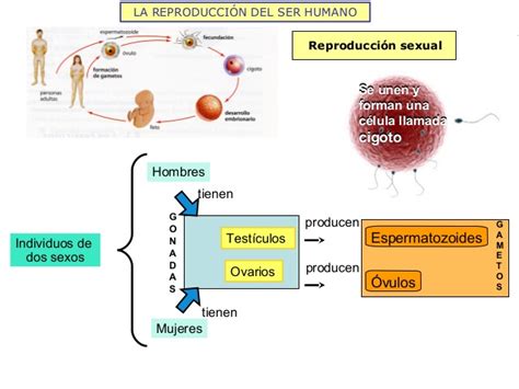 Reproducción Humana