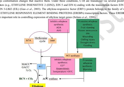 The Ethylene Biosynthetic Pathway The Amino Acid Methionine Is The