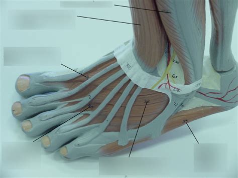 dorsal foot muscles Diagram | Quizlet