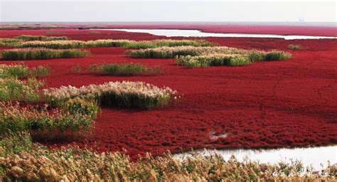 Incredible Red Seabeach in China - Places To See In Your Lifetime