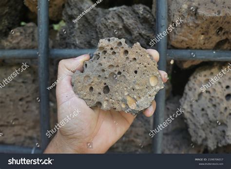 Hand Holding Raw Basalt Extrusive Igneous Stock Photo