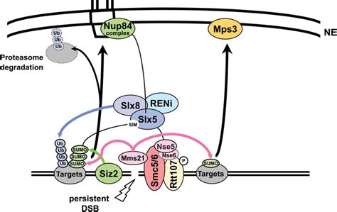 PolySUMOylation By Siz2 And Mms21 Triggers Relocation Of DNA Breaks To