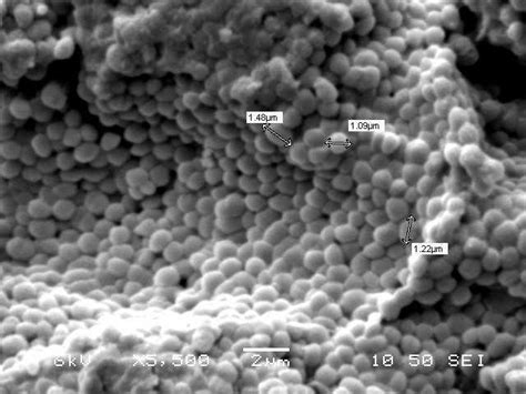 Sem Micrographs Of Staphylococcus Sciuri Strain Lchxa Grown In