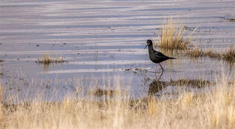 Mackenzie Country Private Tours Lake Tekapo Adventure Tekapo Adventures